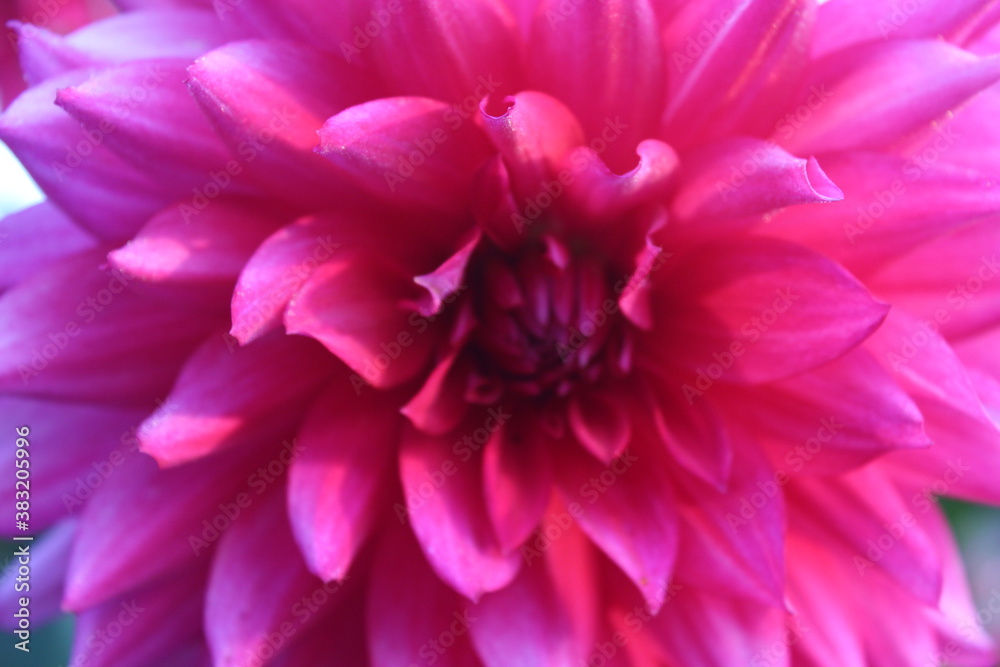 close up of pink dahlia