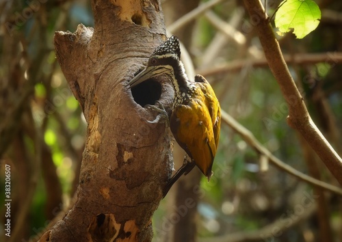 The characteristics are similar to a three-inch golden woodpecker. But bigger Black stripe around the neck and eyes wider than the yellow eyes. The white stripes on the belly are larger than the male photo