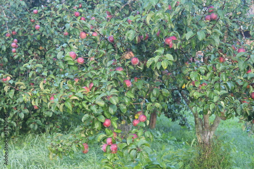 apples on a tree in spring