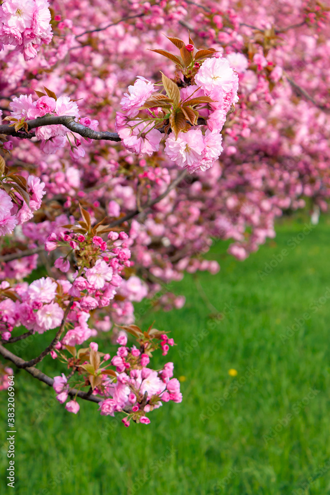 pink sakura blossom above the green grass. nature beauty in springtime.