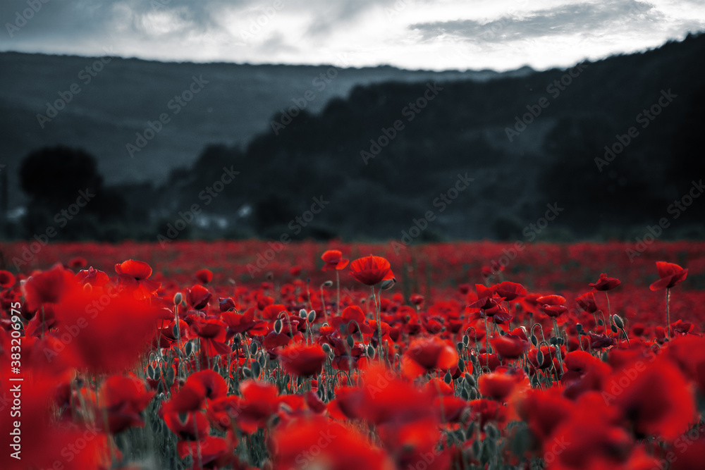 red poppies in the field. background imagery for remembrance or armistice day on 11 of november. dark clouds on the sky. selective color