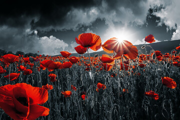 Papier peint photo Coquelicots Coquelicots sous ciel d'orage menaçant  © Pellinni