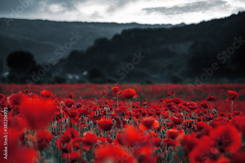 red poppies in the field. background imagery for remembrance or armistice day on 11 of november. dark clouds on the sky. selective color photo