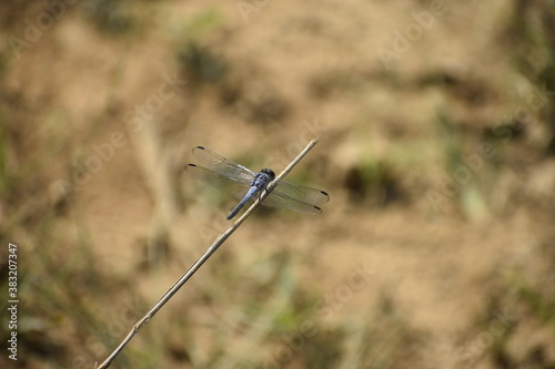 blue dragon fly © vipin