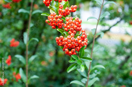 a twig of a firethorn shrub with red berries