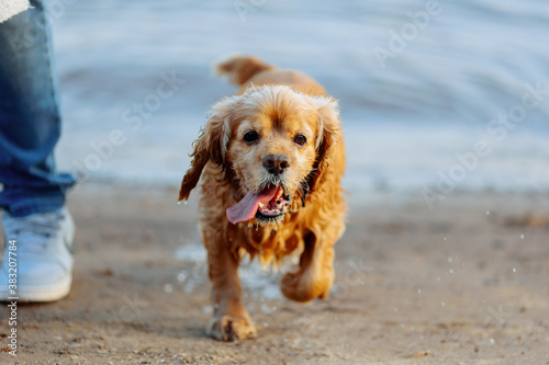 american cocker spaniel puppy running out of the water © NEZNAEV
