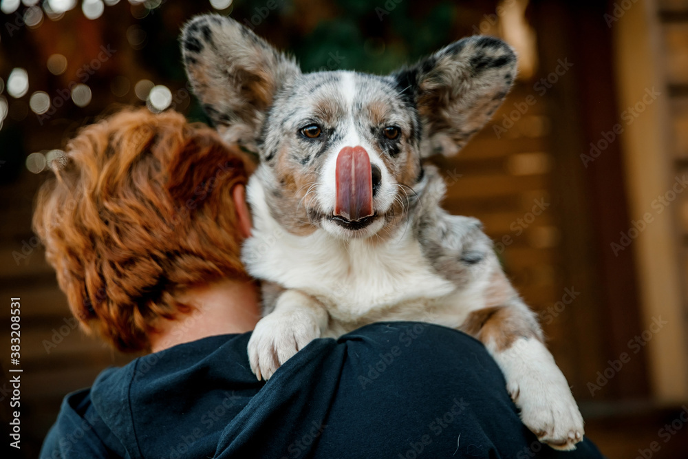 Welsh Corgi Cardigan Welsh Corgi Cardigan