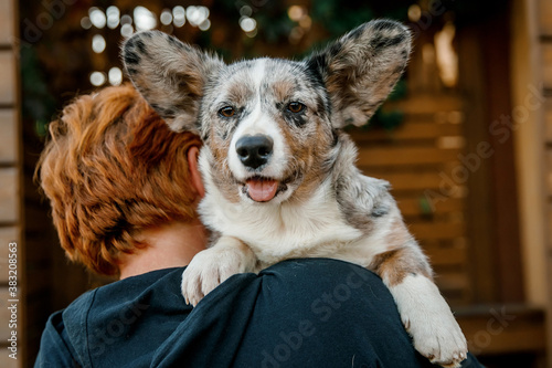 Quadro em tela Welsh Corgi Cardigan