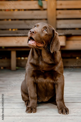  chocolate labrador puppy