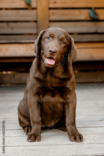  chocolate labrador puppy