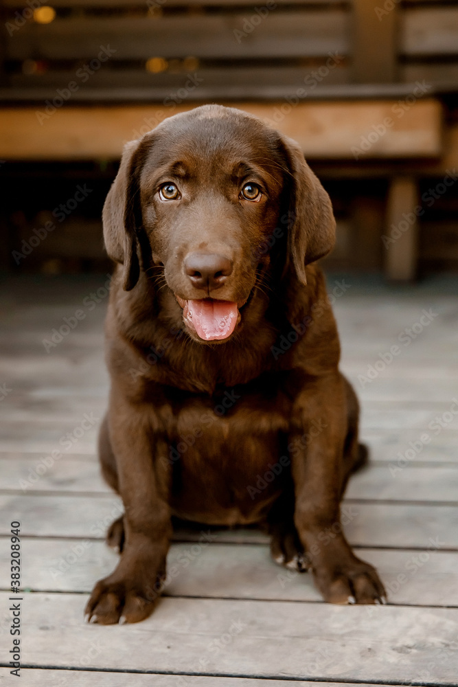 
chocolate labrador puppy