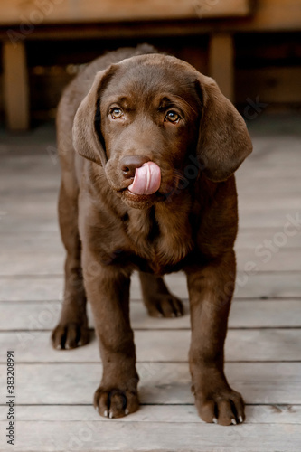  chocolate labrador puppy