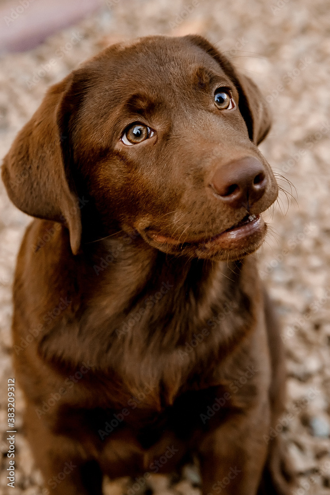 
chocolate labrador puppy