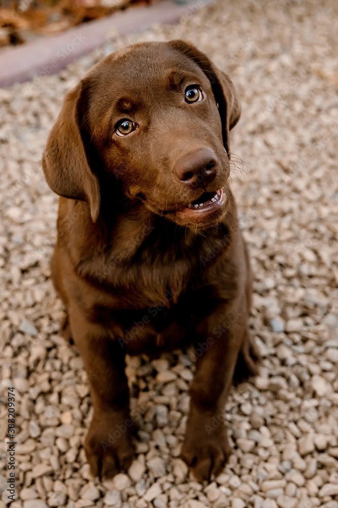 
chocolate labrador puppy