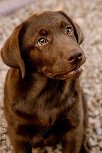  chocolate labrador puppy © Vova