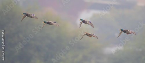 Flock of Mallard Ducks Landing in a Marsh on a Foggy Fall Morning