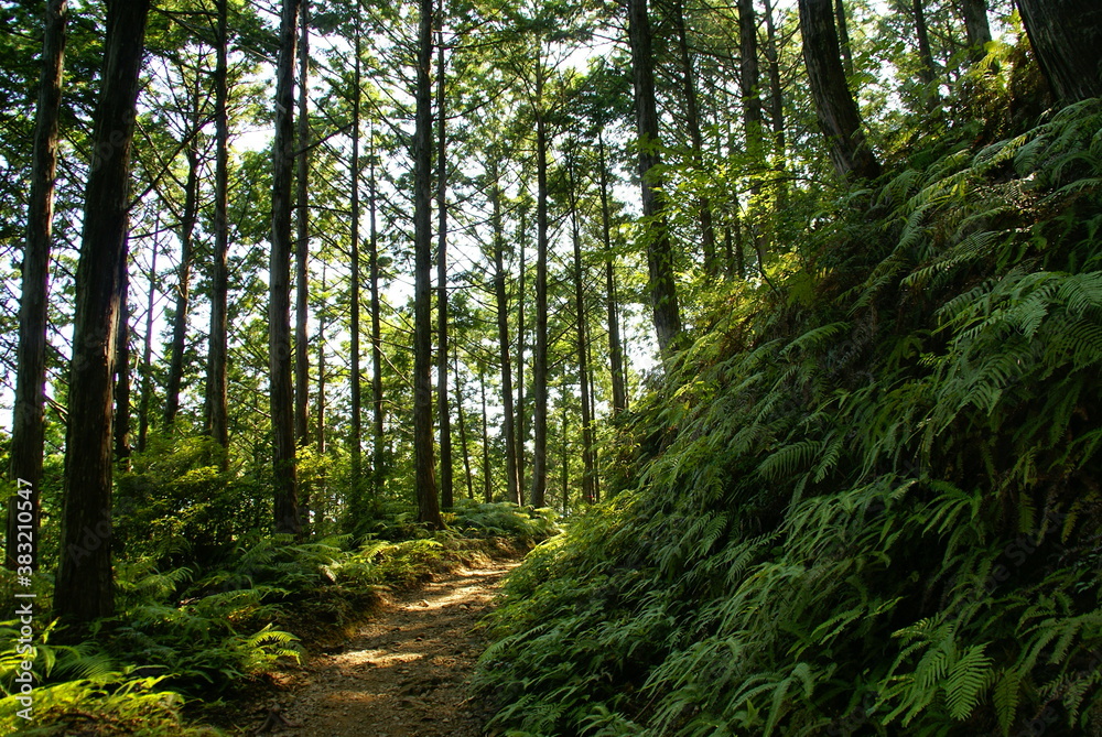 Fototapeta premium 熊野古道・中辺路