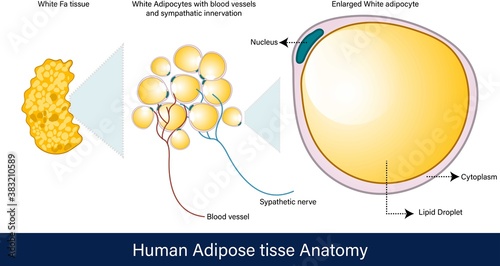 infographics of Human Adipose tissue Anatomy. white adipose tissue . labeled Structure of adipocytes with lipid droplets, blood vessels and Sympathetic innervation vector . lipocytes and obesity.