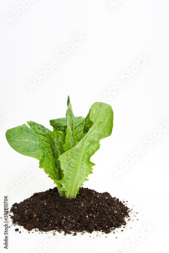 lettuce planting in soil