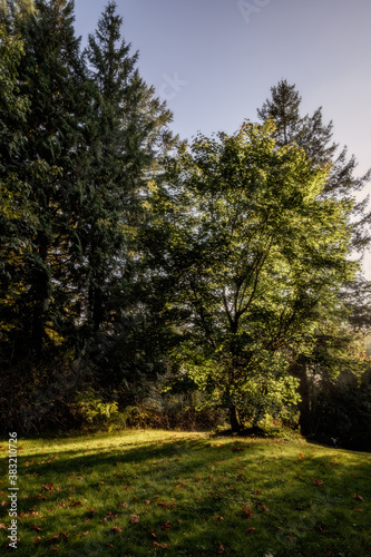 Fototapeta Naklejka Na Ścianę i Meble -  trees and sunlight at the park