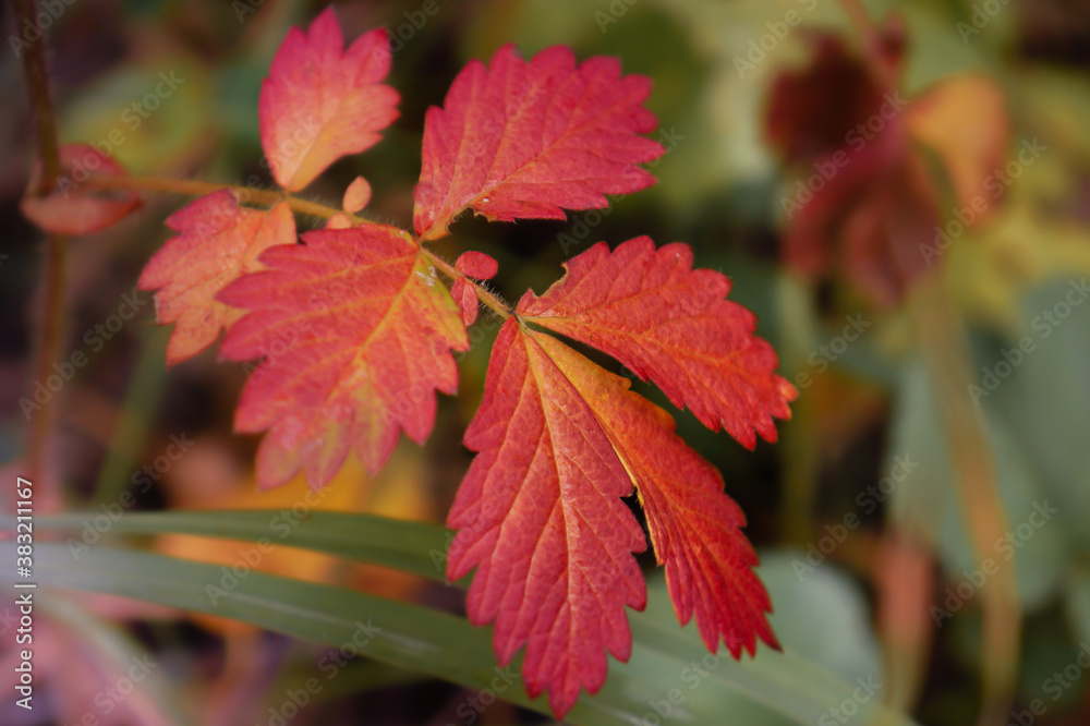red maple leaves red maple leaves