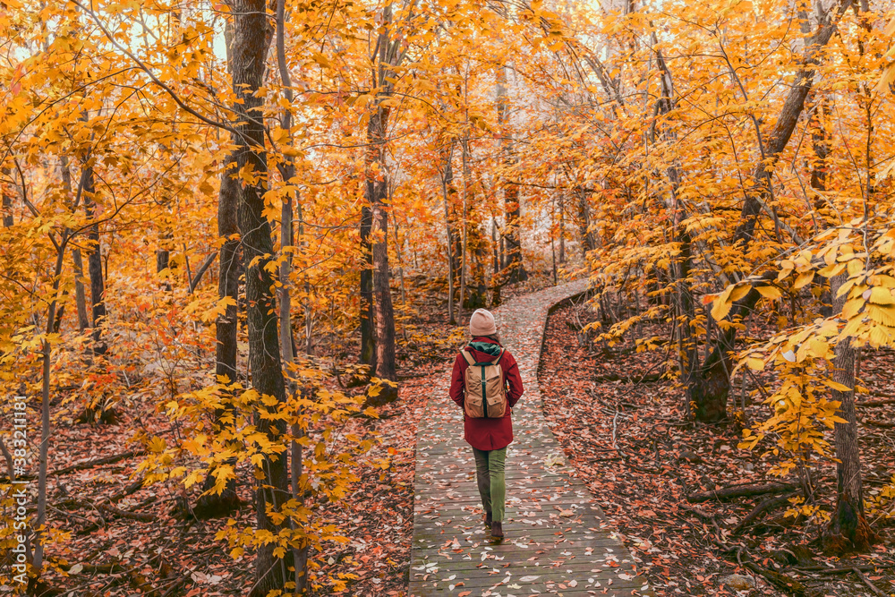 Woman walking in autumn foliage forest woods in city park with backpack. Travel hike fall destination in Quebec, Canada. - obrazy, fototapety, plakaty 