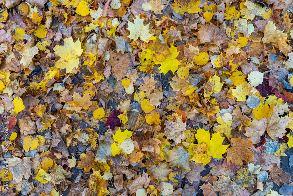 Autumn landscape, forest in autumn, yellow leaves. Beautiful background or screen saver on the phone and computer Autumn landscape, forest in autumn, yellow leaves. Beautiful background or screen saver on the phone and computer
