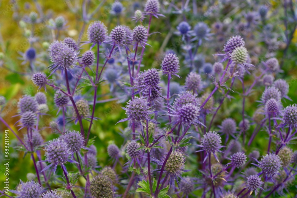 Obraz premium wildflowers