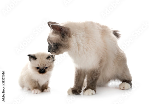 birman kitten and mother © cynoclub