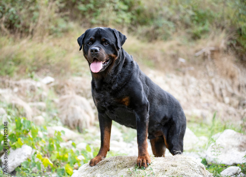 rottweiler in nature