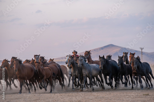 Wild horses run in foggy at sunset. Between Cappadocia and Kayseri, Turkey