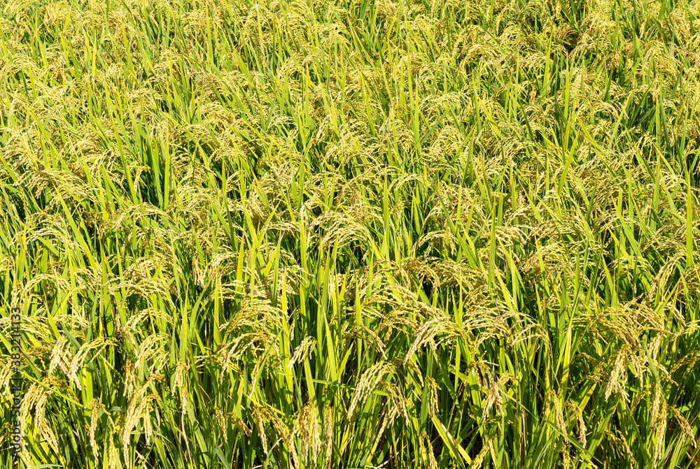 Capturing Ears of Rice on the Entire Screen Capturing Ears of Rice on the Entire Screen