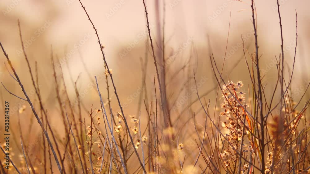 Plant flower against meadow field bokeh background at sunny spring day. Nature. Plant flower against meadow field bokeh background at sunny spring day. Nature.