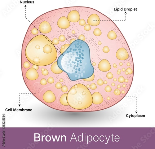 Brown Adipocyte Cell Structure. Brown Fat Cell with yellow lipid droplets in Cytoplasm. Fat Storage in the Fat cell. Labelled vector illustration of lipocyte.