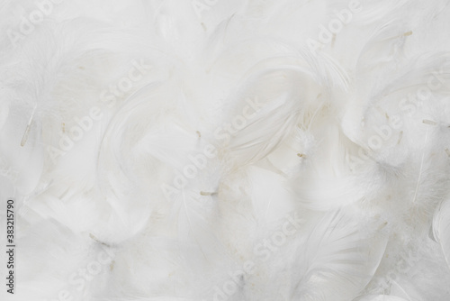 White soft feathers background.