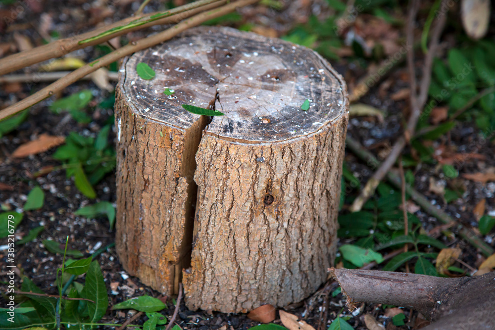 stump in the forest. Beautiful spring landscape with an old stump. stump in the forest. Beautiful spring landscape with an old stump.