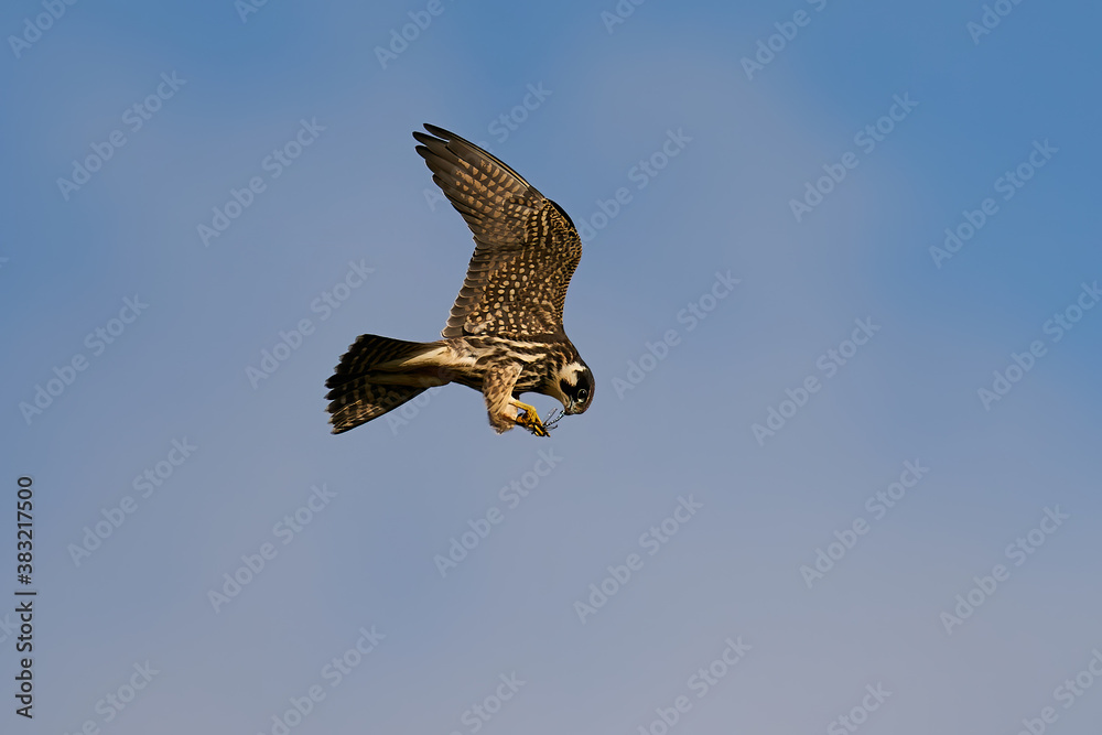 Fototapeta premium Eurasian hobby (Falco subbuteo)