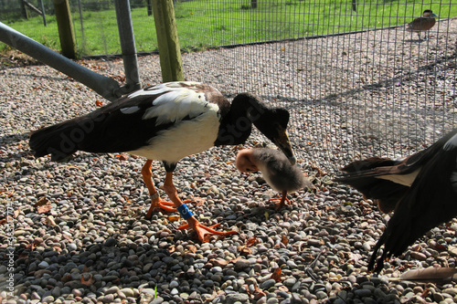 A Magpie Goose and Gosling photo