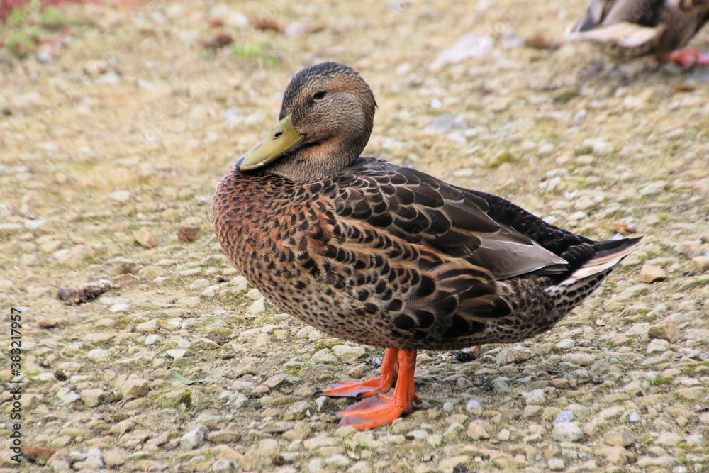 A close up of a female Mallard Duck A close up of a female Mallard Duck