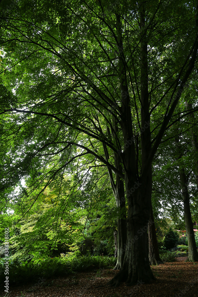 green forest in the morning green forest in the morning