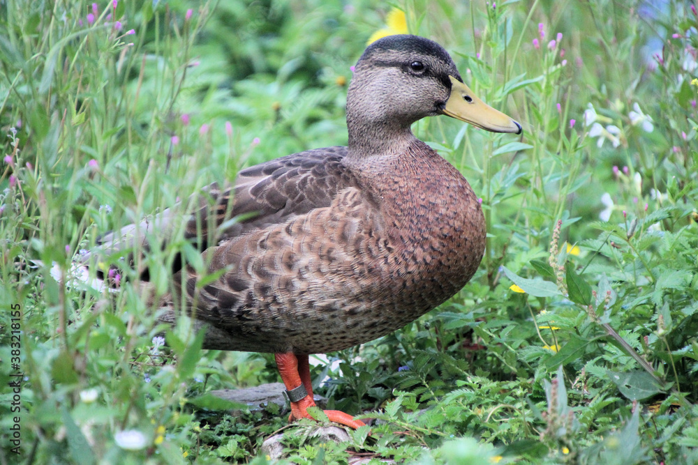 A close up of a female Mallard Duck A close up of a female Mallard Duck