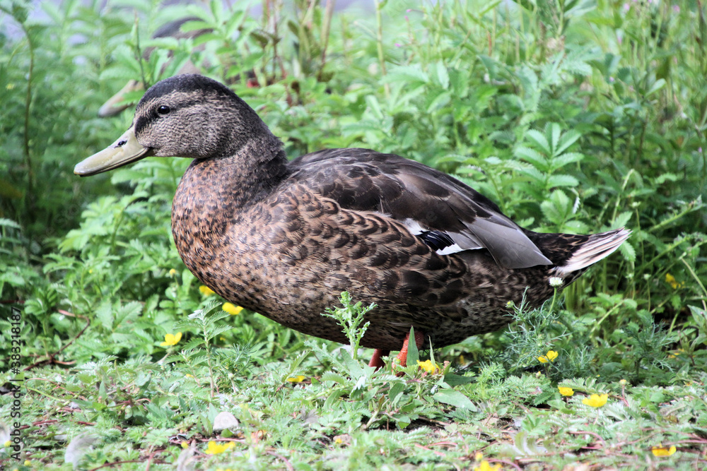 A close up of a female Mallard Duck A close up of a female Mallard Duck