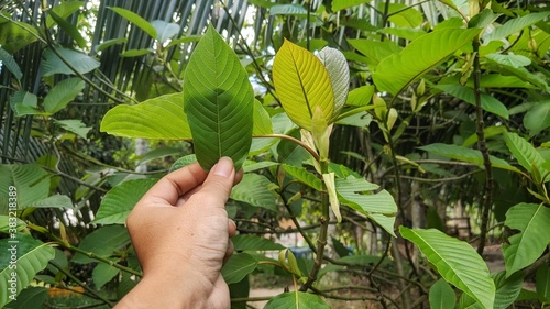  Kratom is a tree. The leaves are used as a recreational drug and as medicine. Kratom is banned by some in Thailand due to safety concerns.