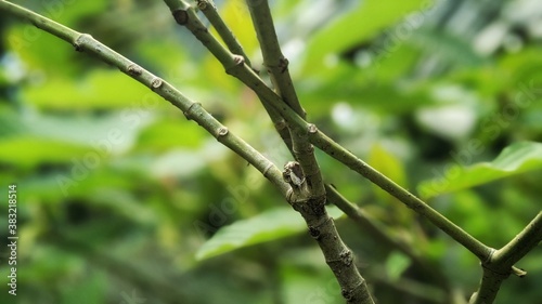  Kratom is a tree. The leaves are used as a recreational drug and as medicine. Kratom is banned by some in Thailand due to safety concerns. photo