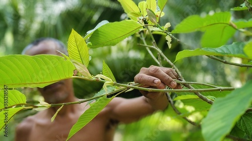  Kratom is a tree. The leaves are used as a recreational drug and as medicine. Kratom is banned by some in Thailand due to safety concerns.