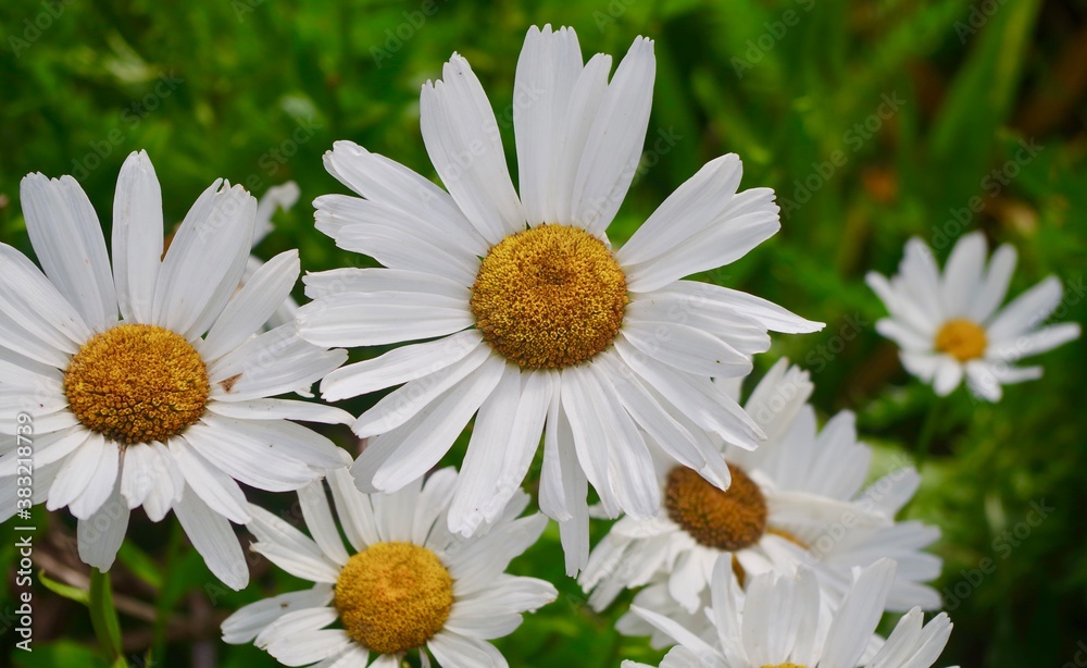 Obraz premium daisies in a garden
