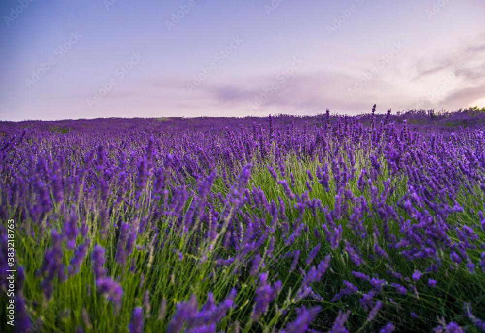 Obraz premium lavender field at sunset