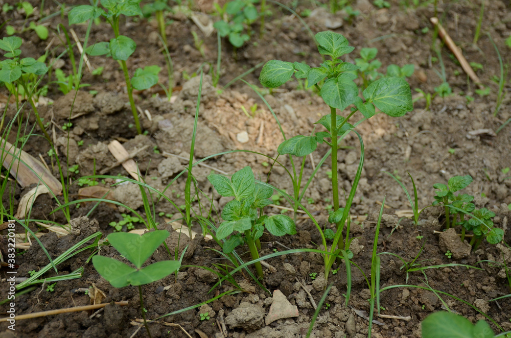 the small ripe green potato plant seedlings in the garden. the small ripe green potato plant seedlings in the garden.