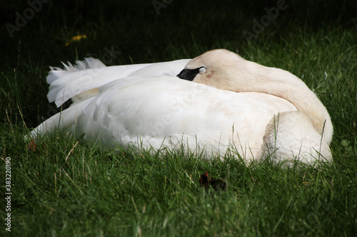A Trumpeter Swan on the ground