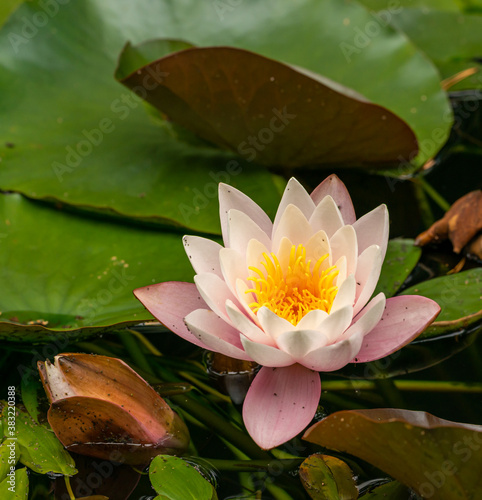 water lily  water rose or white nenuphar  Nymphaea alba  flower